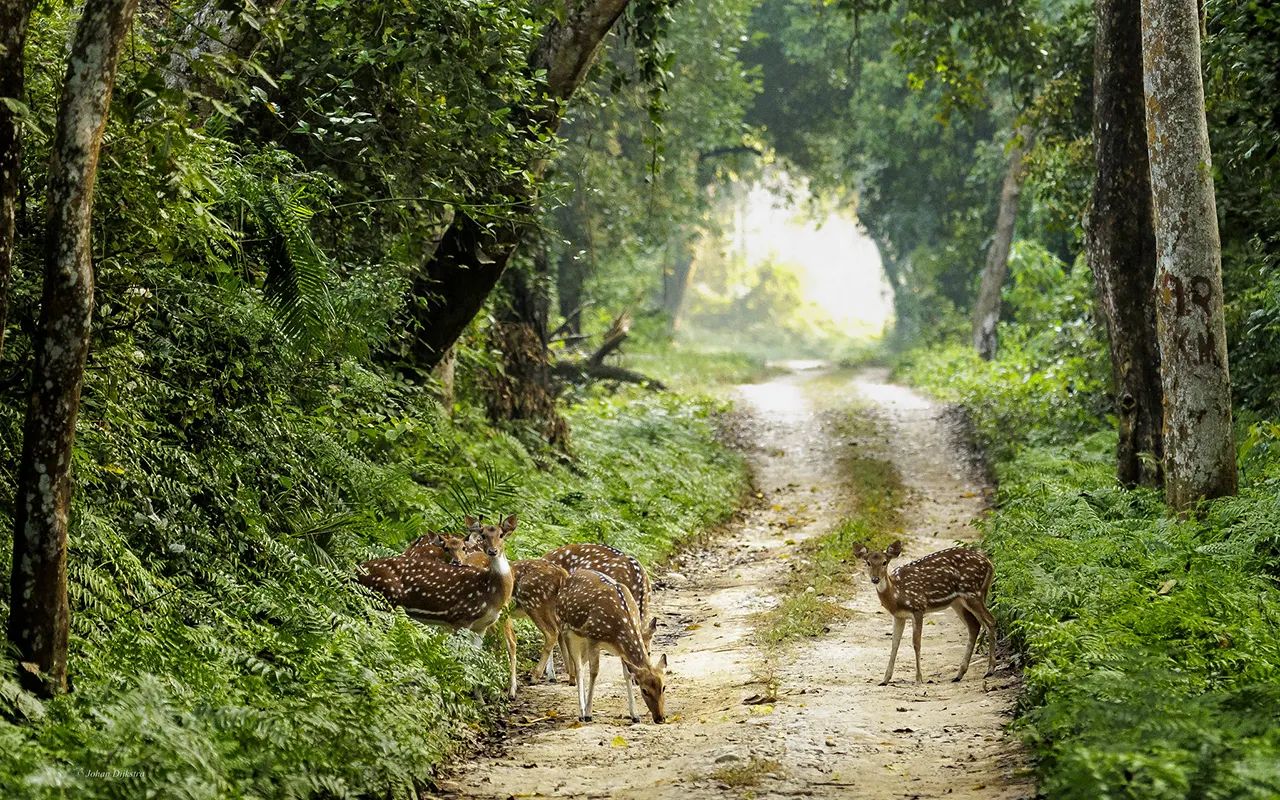Bardia National Park 