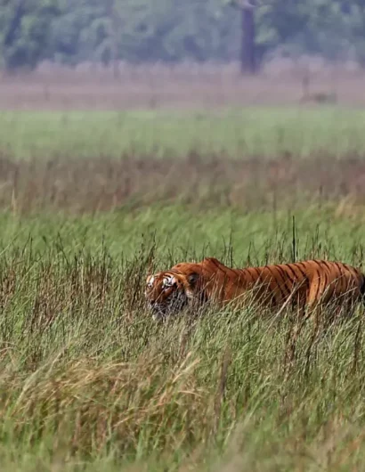 Bengal Tiger Spotted at Shuklaphanta Wildlife Reserve, Nepal