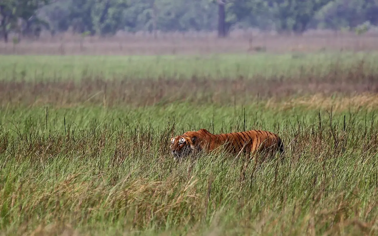 Wildlife Reserve in Nepal: A Complete Guide for Nature Enthusiasts
