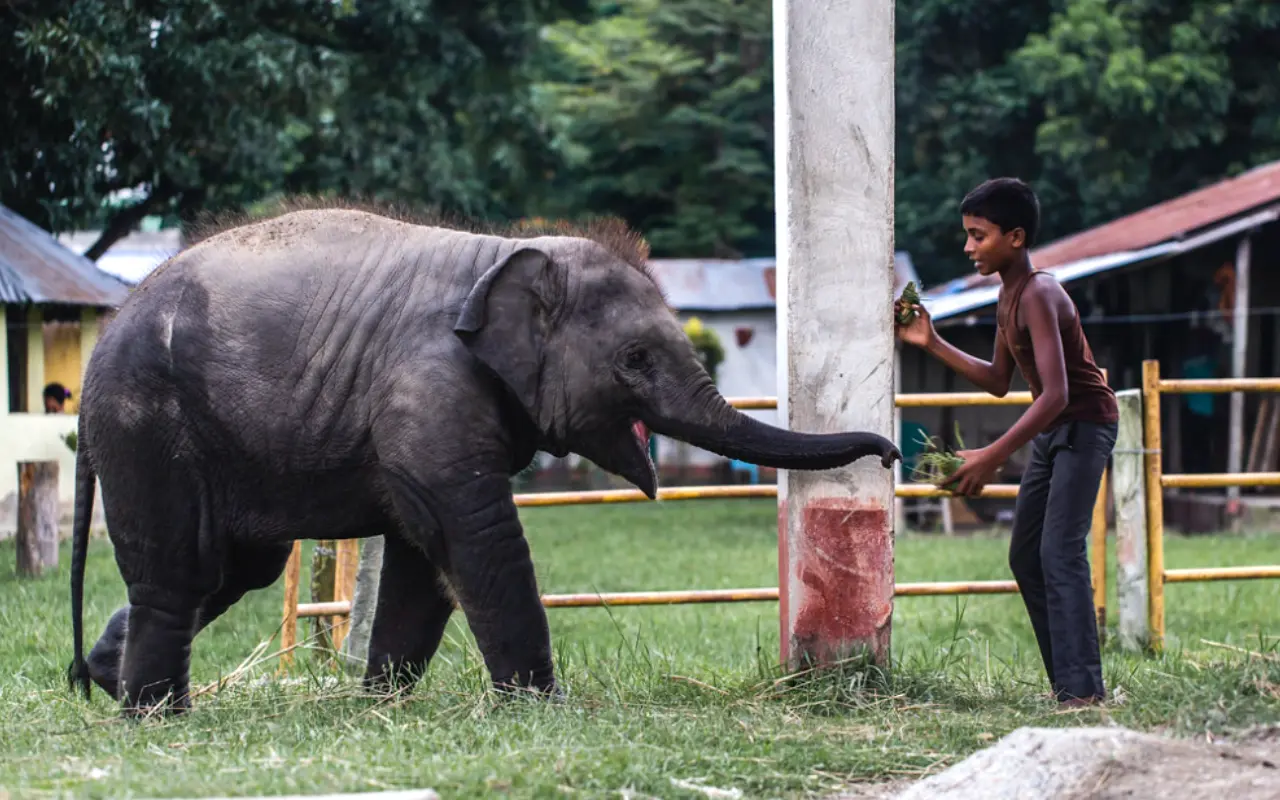 Elephant Sightings at Koshi Tappu Wildlife Reserve, Nepal