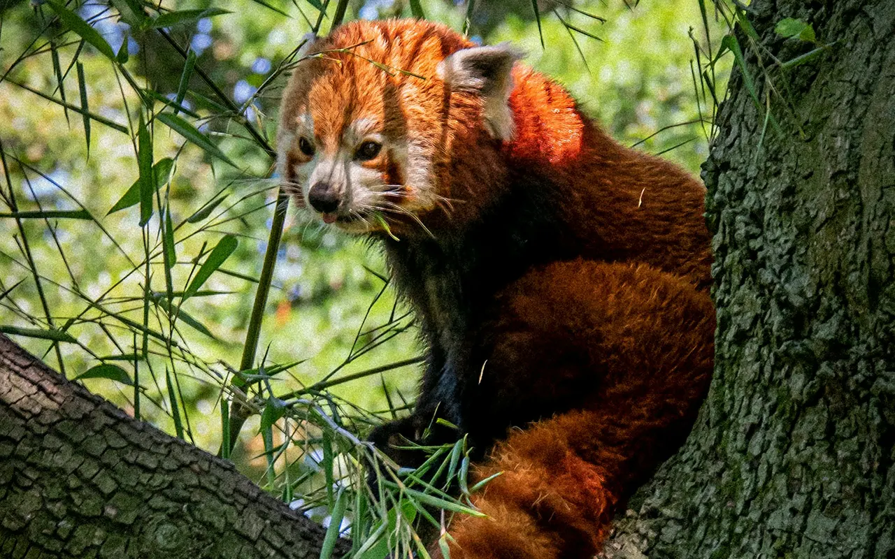 Red Panda