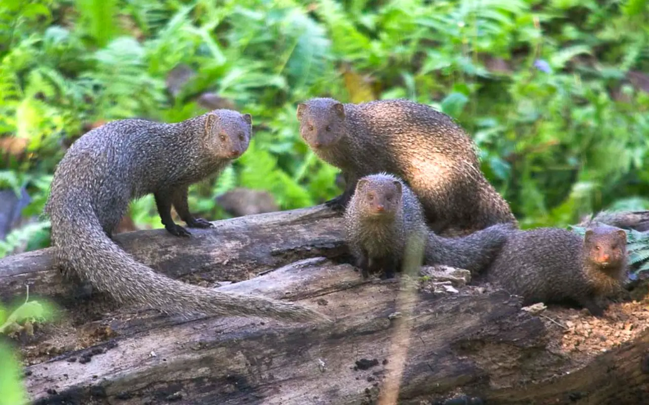 Stripe-necked Mongoose at Koshi Tappu Wildlife Reserve