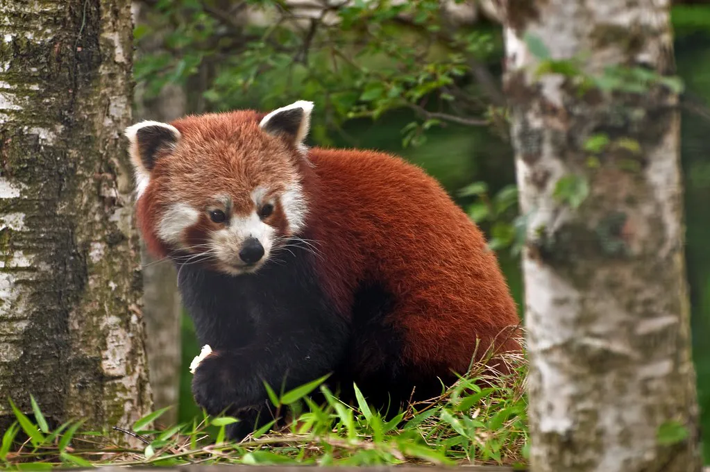 Animals That Live on Mount Everest: Life at the Roof of the World 18 Red Panda