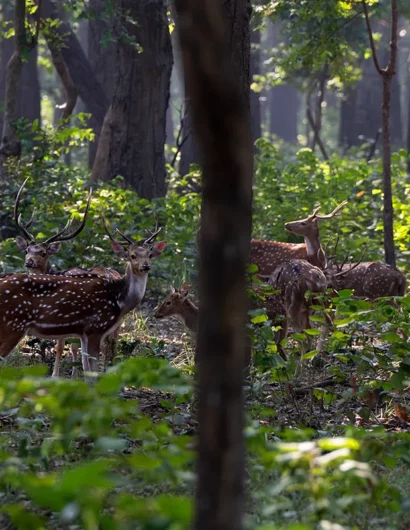Cervoj viditaj ĉe la Nacia Parko Bardija