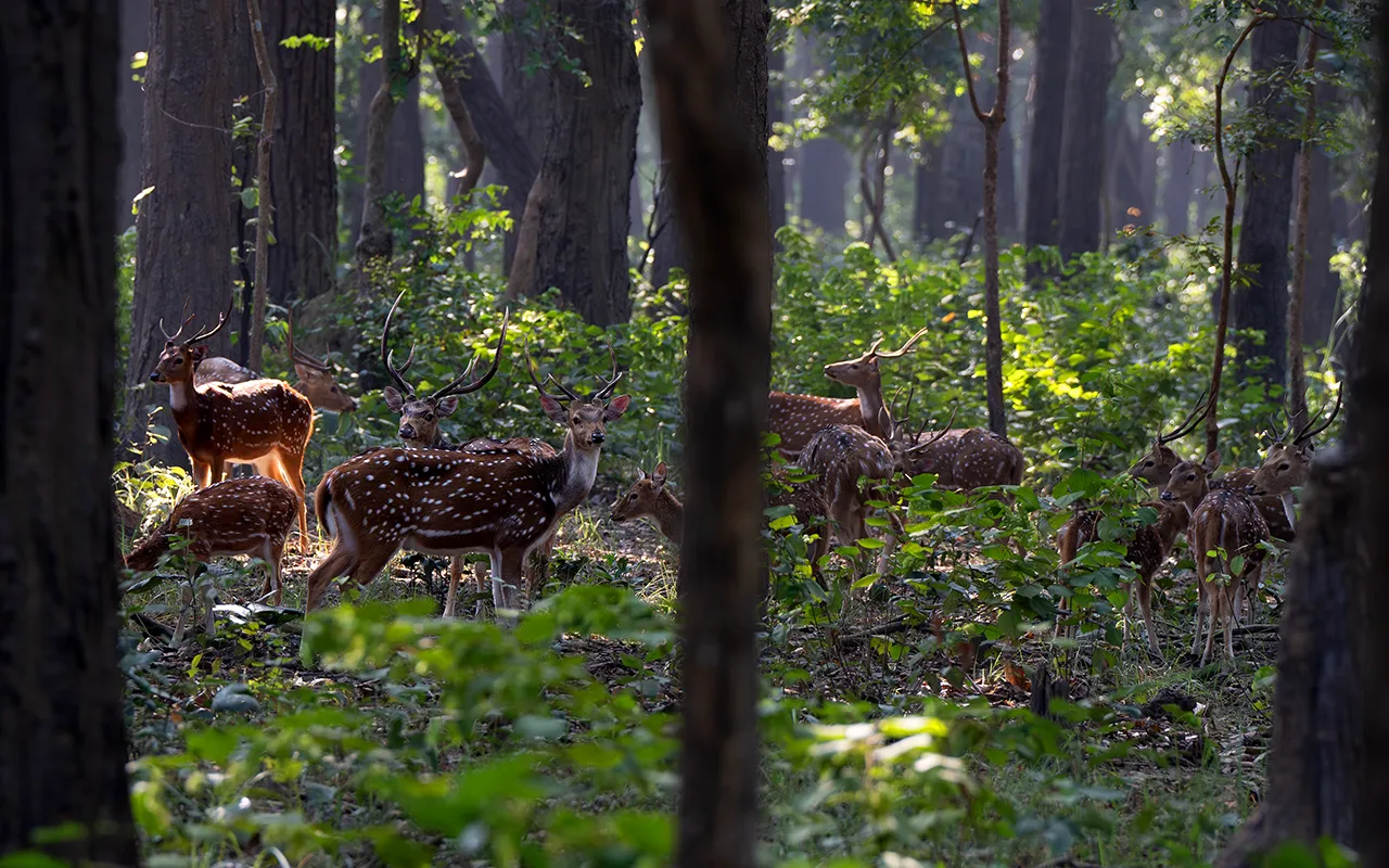 Bardiya National Park- Nepal Hidden Wildlife Park