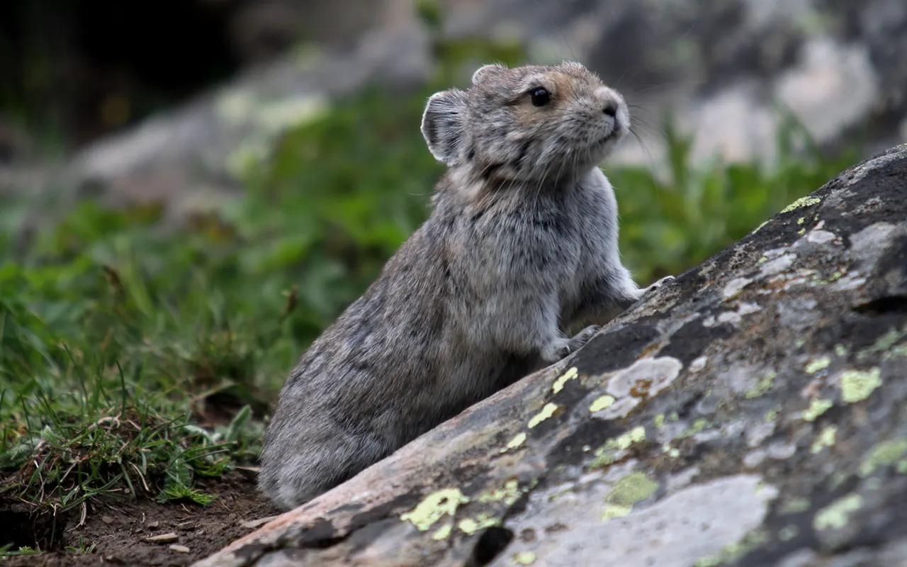 Pika – The High-Altitude Survivor