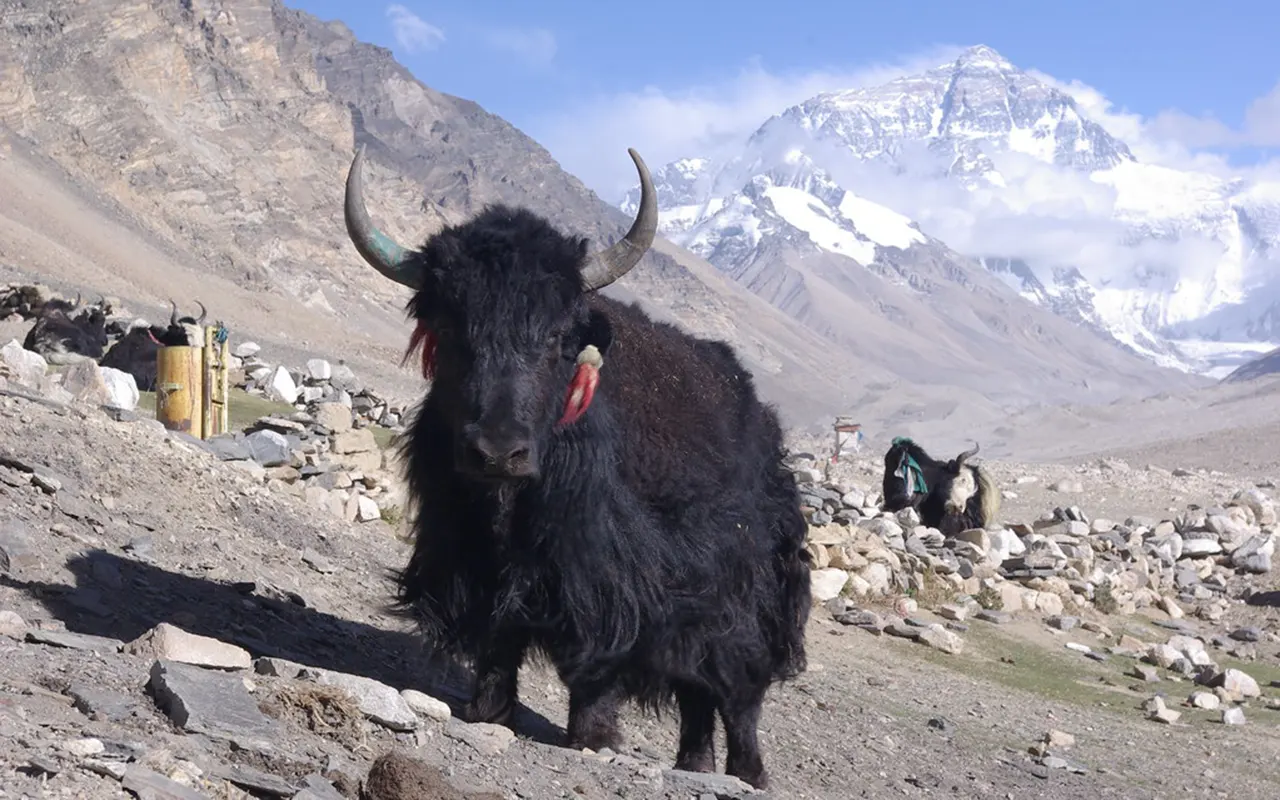 Yak – The Iconic High-Altitude Animal